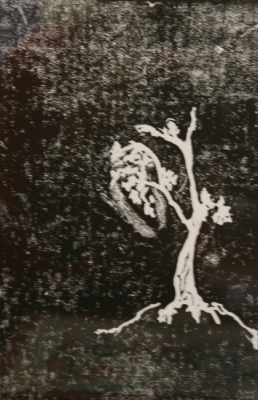 Print of a Tree
